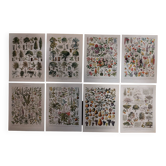 Lot de lithographies sur les fleurs, les arbres, les plantes médicinales, les fruits et le verger