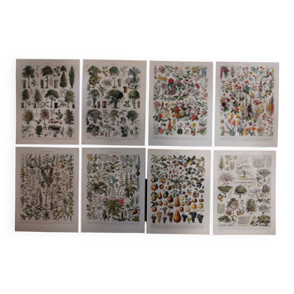 Lot de lithographies sur les fleurs, les arbres, les plantes médicinales, les fruits et le verger