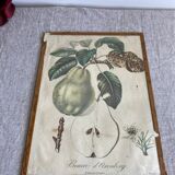 Lithograph, old botanical poster