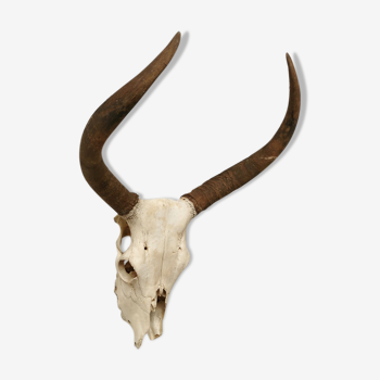 Zebu head hunting trophy massacre