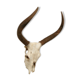 Zebu head hunting trophy massacre