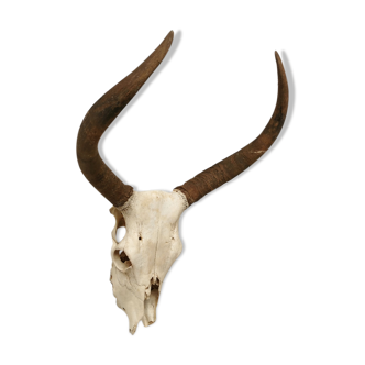 Zebu head hunting trophy massacre