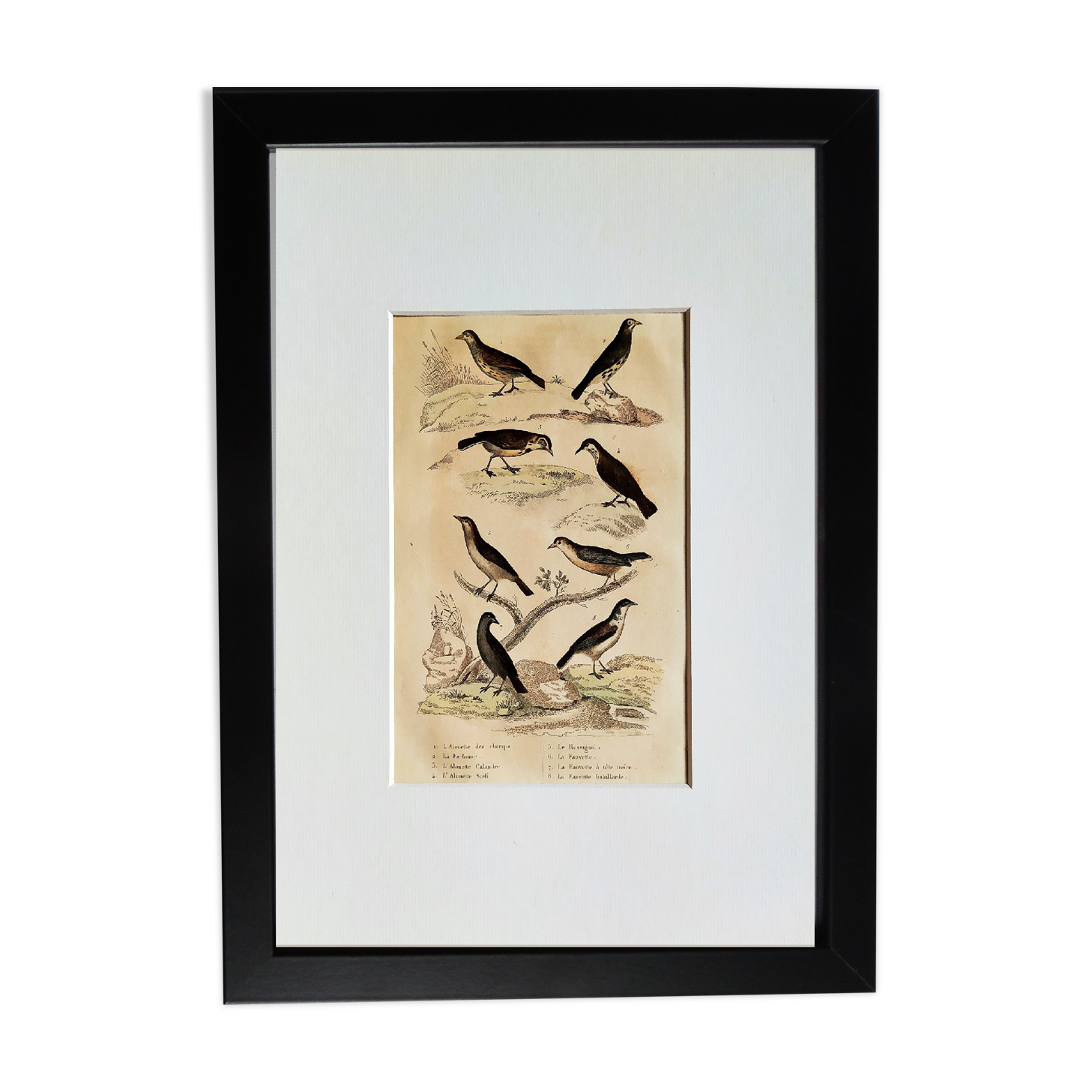 Original Ornithological plate " Lark of the fields - Farlouse - &c... " Buffon (1836)