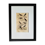 Original Ornithological plate " Lark of the fields - Farlouse - &c... " Buffon (1836)