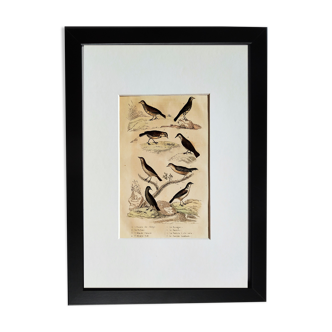 Original Ornithological plate " Lark of the fields - Farlouse - &c... " Buffon (1836)