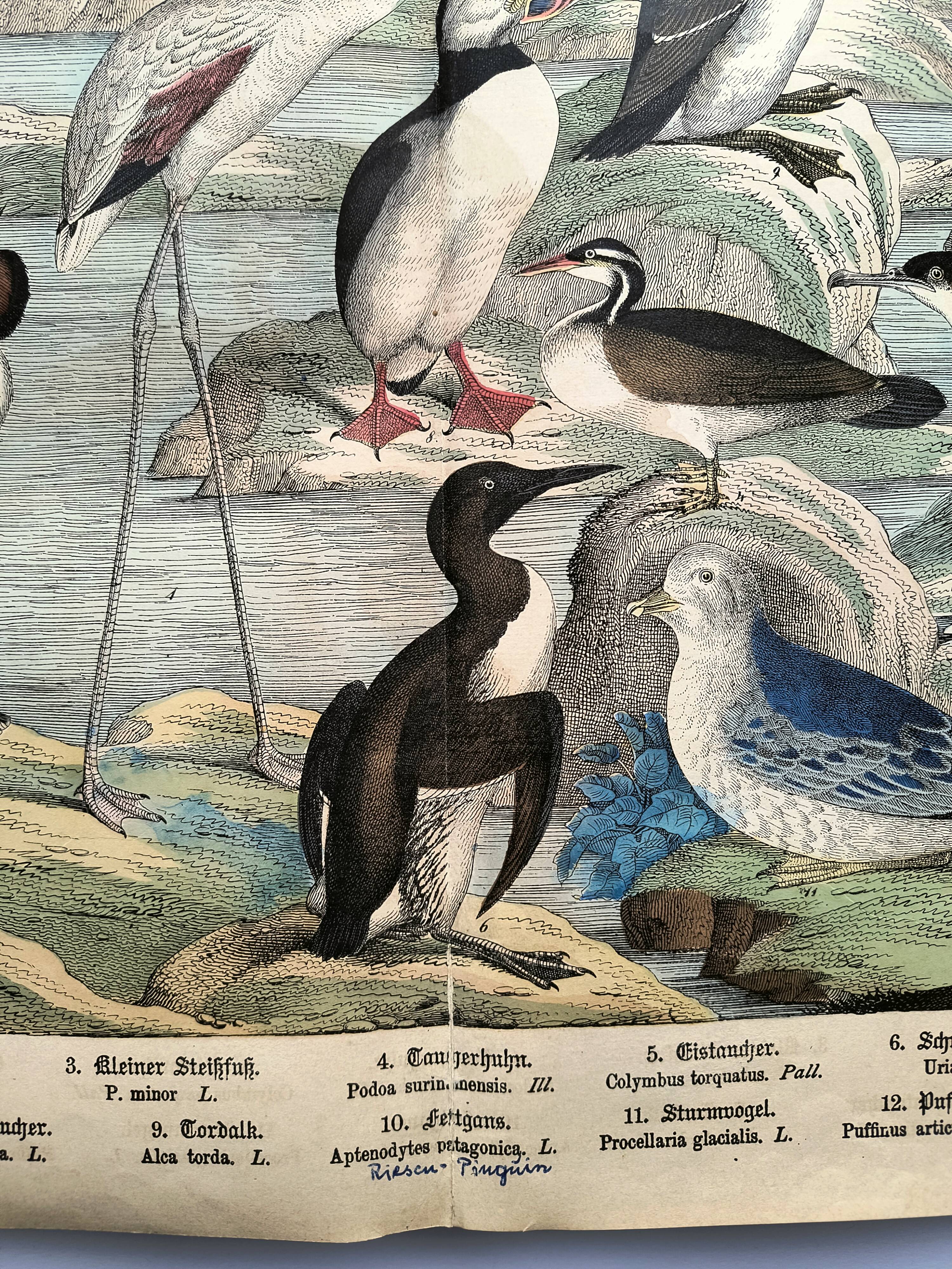 Engraving from 1886. Seabirds. Antique lithograph.