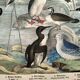 Engraving from 1886. Seabirds. Antique lithograph.