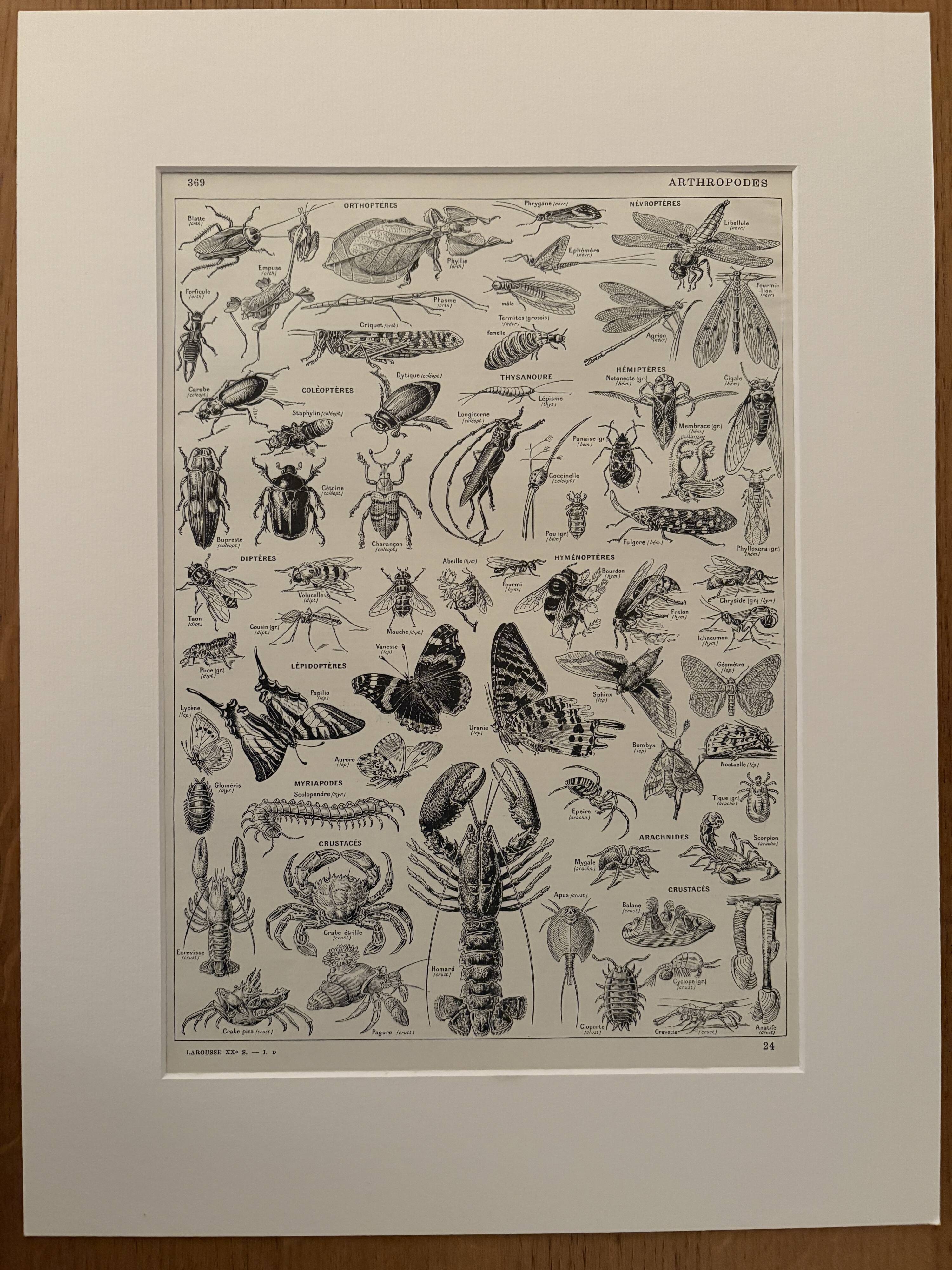 Vintage Arthropod Engraving – 1930