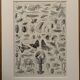 Vintage Arthropod Engraving – 1930