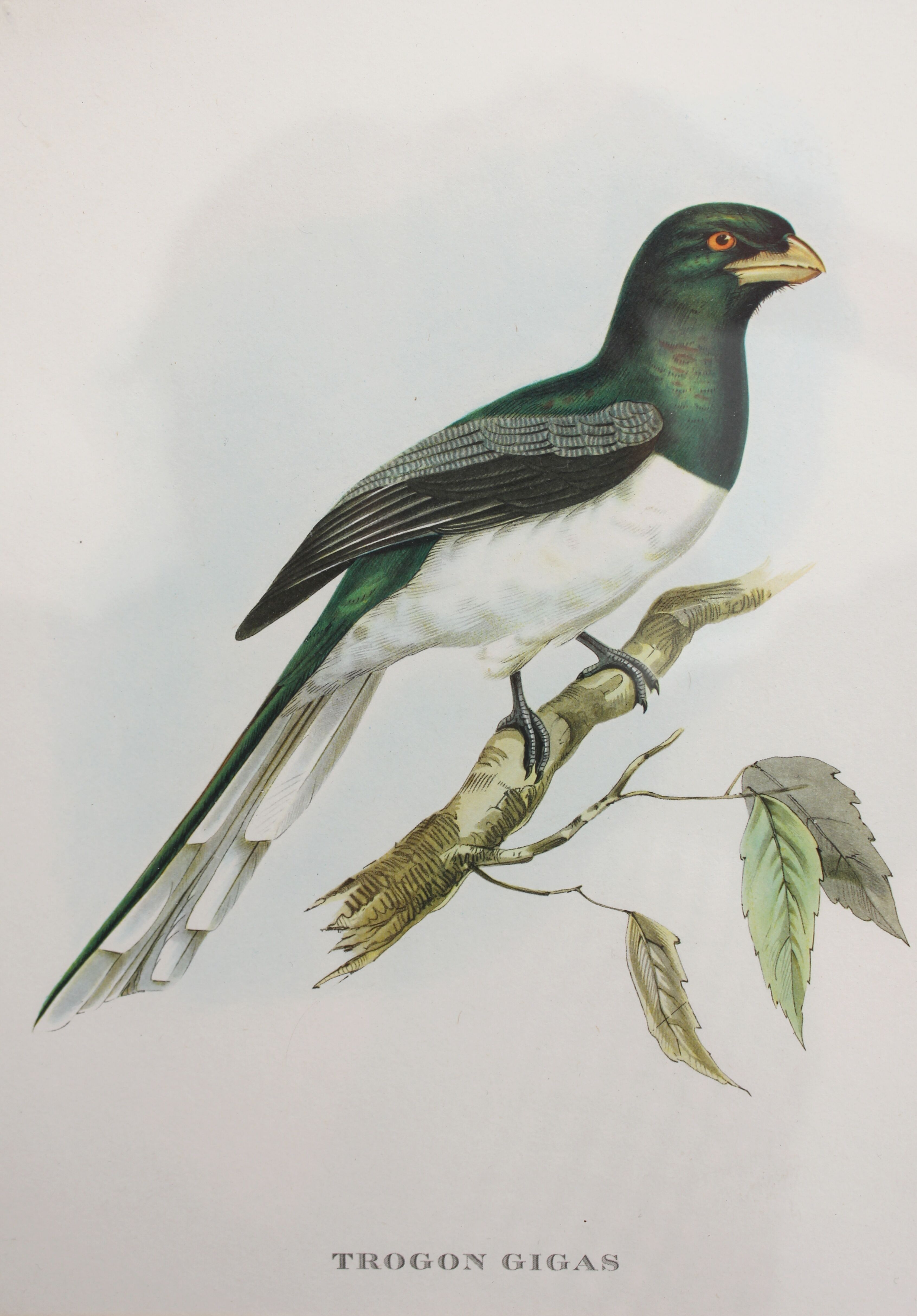 Framed lithograph golden frame bird vintage 60s