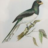 Framed lithograph golden frame bird vintage 60s