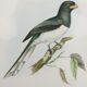 Framed lithograph golden frame bird vintage 60s