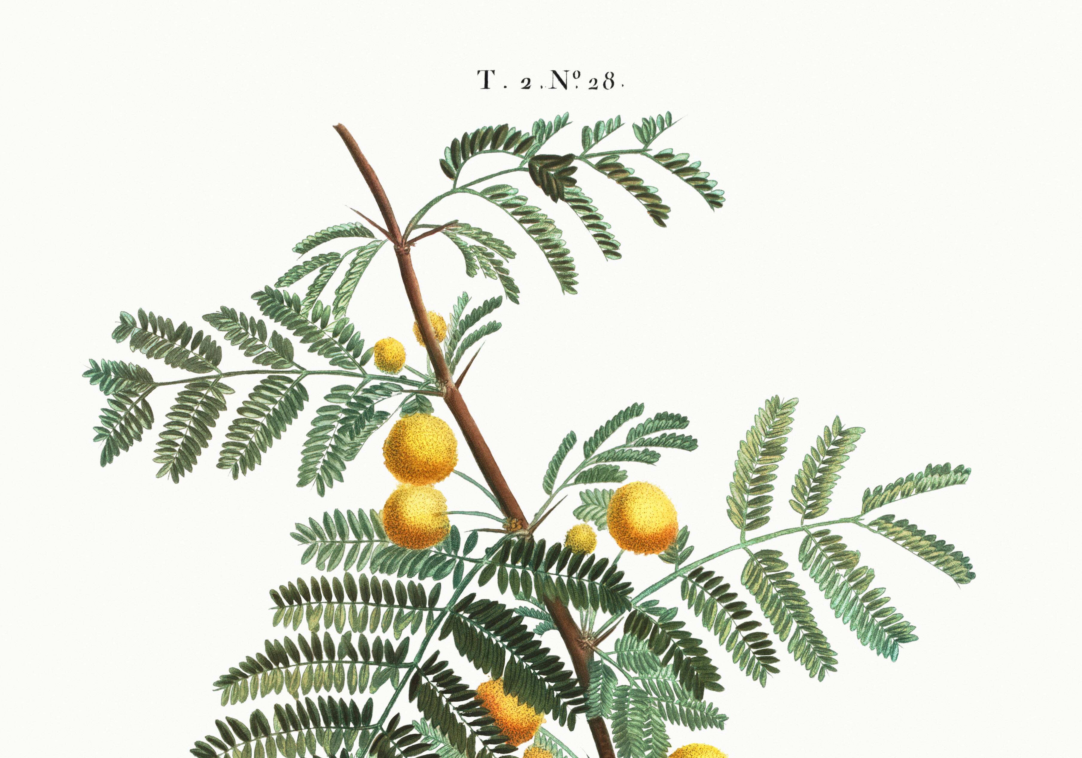 Botanical poster about mimosa, after an engraving from 1802