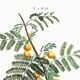 Botanical poster about mimosa, after an engraving from 1802