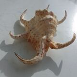 Shellfish Lambis or Strombes