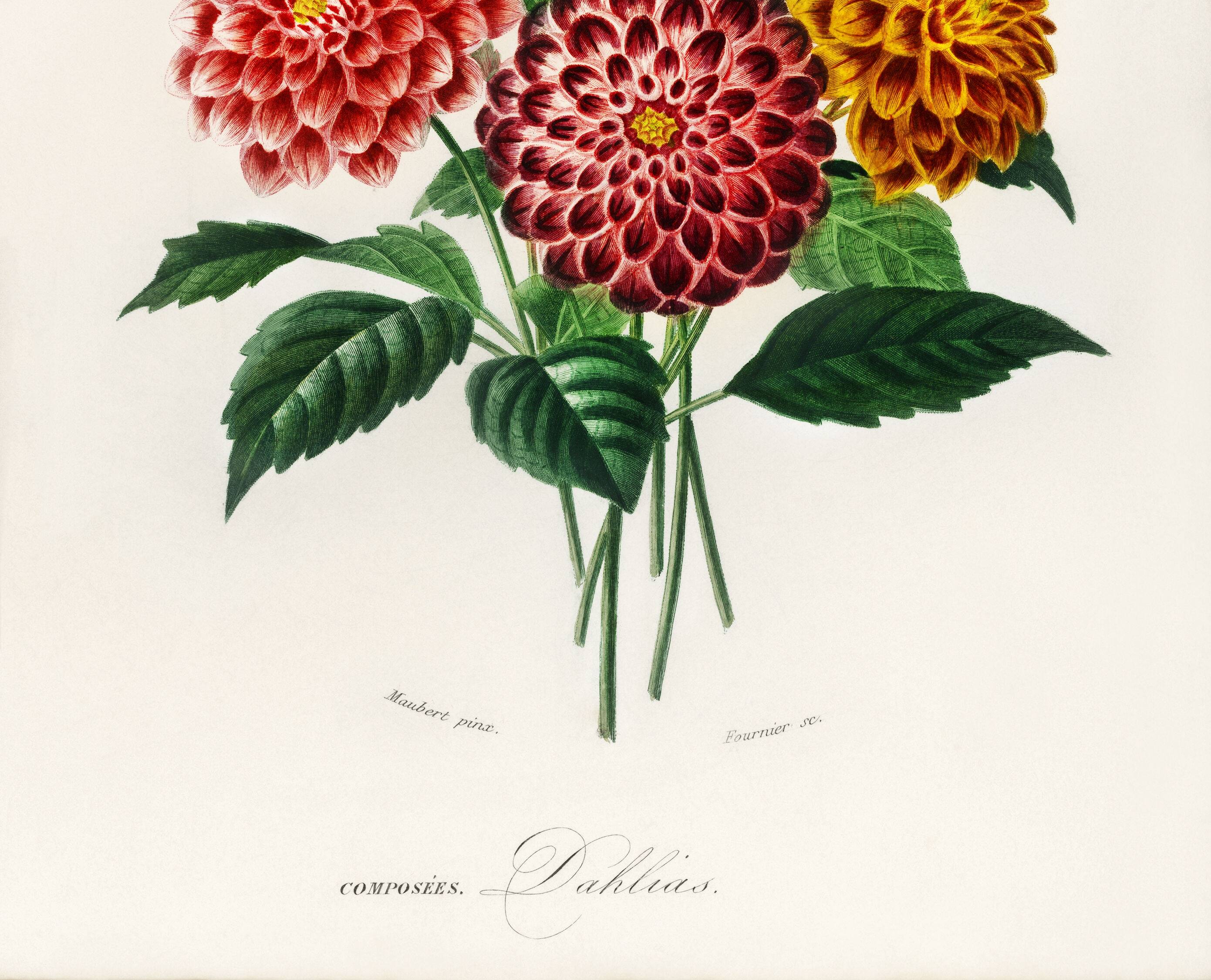 Poster about the Dahlia, based on an old engraving from 1849.