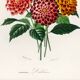 Poster about the Dahlia, based on an old engraving from 1849.