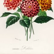 Poster about the Dahlia, based on an old engraving from 1849.