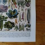 Original lithograph of vegetables and vegetable plants
