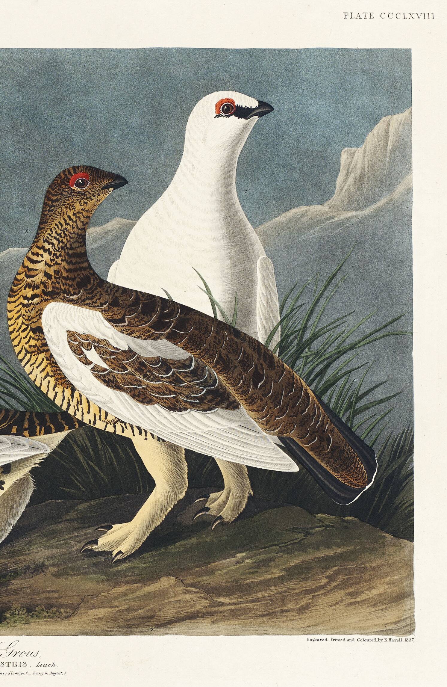 Poster about the Rock Ptarmigan, based on an old engraving from 1827.