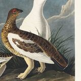 Poster about the Rock Ptarmigan, based on an old engraving from 1827.