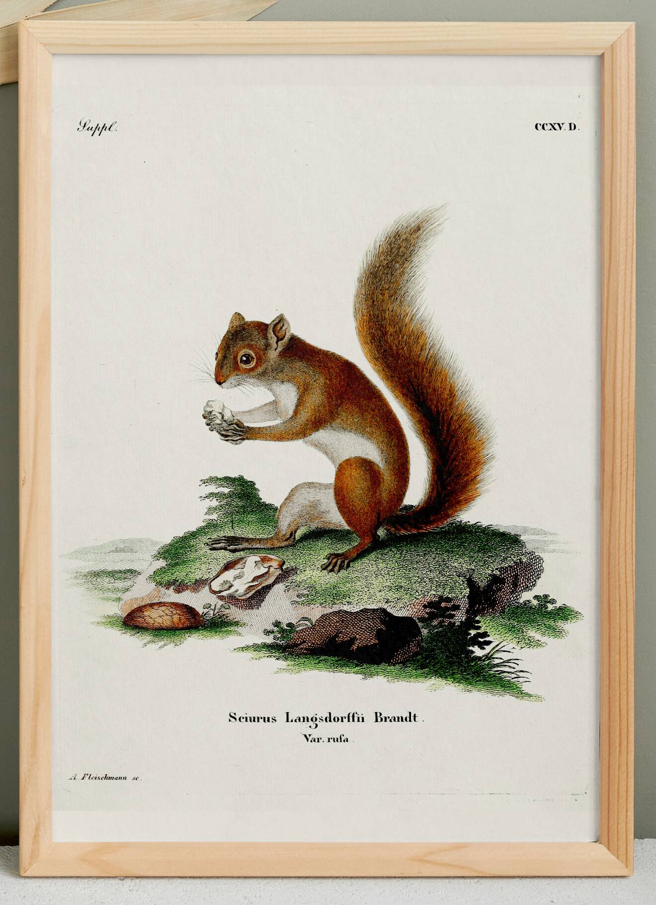 Poster about the red squirrel, based on an old engraving from 1774.
