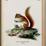 Poster about the red squirrel, based on an old engraving from 1774.