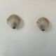 Pair of shell wall lights, glass and brass, France 1960