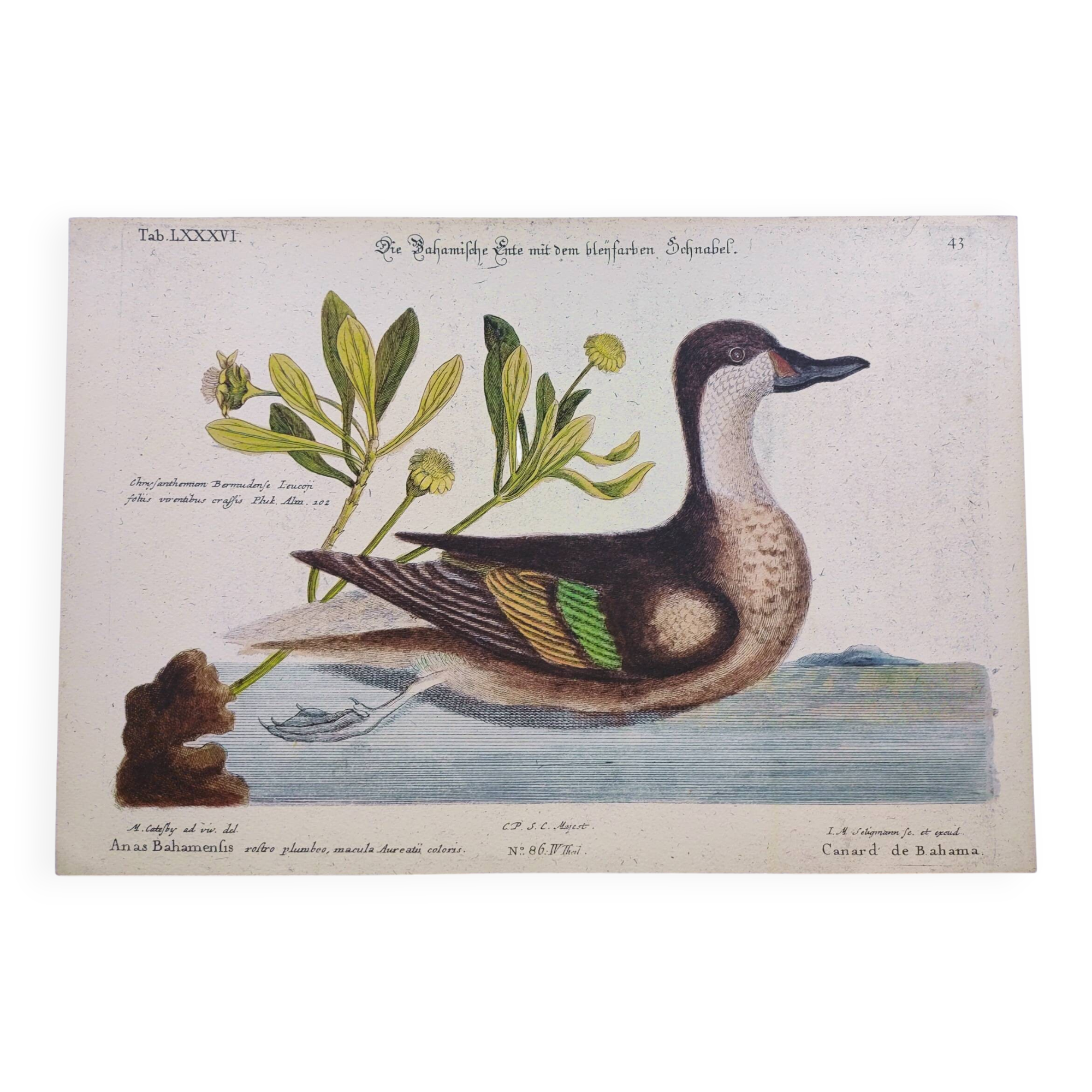 Antique bird engraving - Bahama Duck - Zoological plate by Seligmann & Catesby