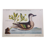 Antique bird engraving - Bahama Duck - Zoological plate by Seligmann & Catesby