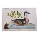 Antique bird engraving - Bahama Duck - Zoological plate by Seligmann & Catesby
