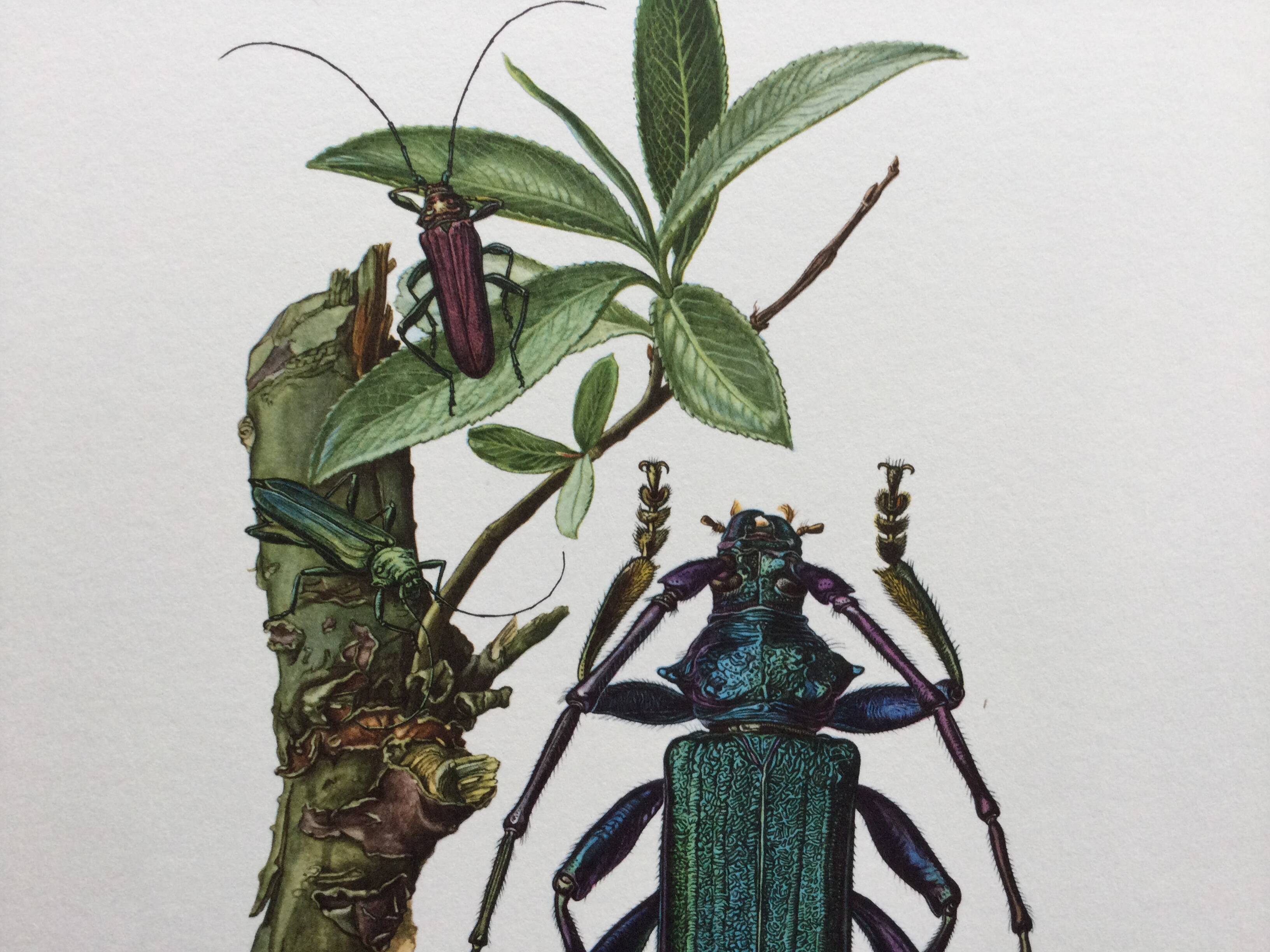 Antique illustration Insects Vintage print 60s
