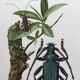 Antique illustration Insects Vintage print 60s