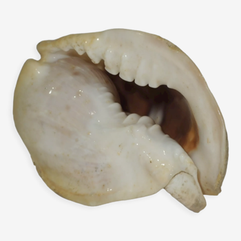 Shell Conch - Conch / madagascar / aquarium accessory