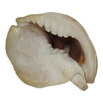 Shell Conch - Conch / madagascar / aquarium accessory