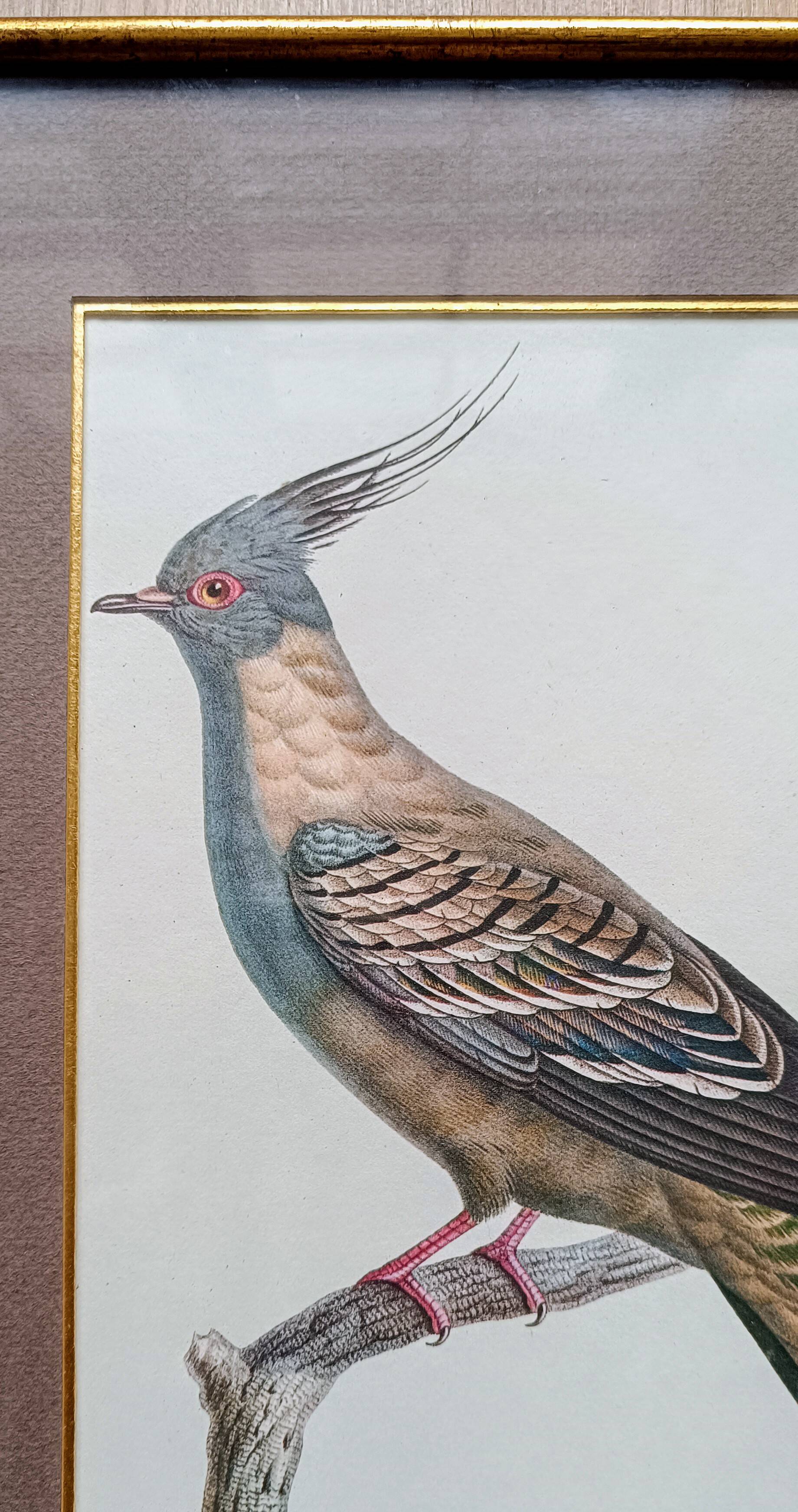 Set of 2 old bird frames, vintage ornithological paintings