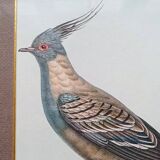 Set of 2 old bird frames, vintage ornithological paintings