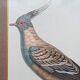Set of 2 old bird frames, vintage ornithological paintings