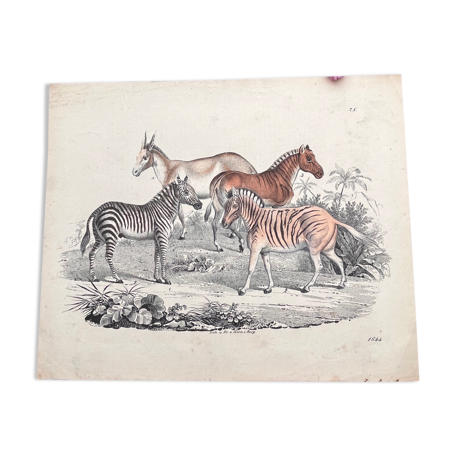 Poster (lithograph) zebras