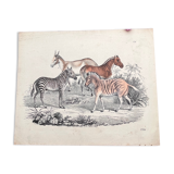 Poster (lithograph) zebras