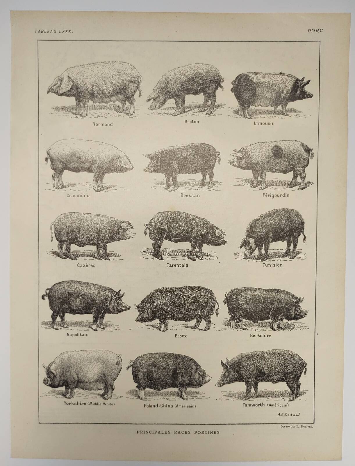 Original engraving from 1922 - Pig (2) - Old Pig board by AG Richard
