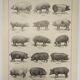 Original engraving from 1922 - Pig (2) - Old Pig board by AG Richard