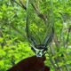 10 crystal champagne flutes 24% Cristallerie Kaspar Lemberg Lorraine vintage