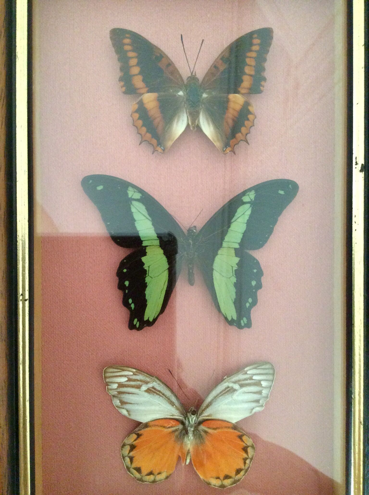 Framework butterflies under glass