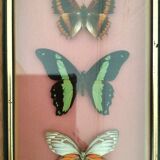 Framework butterflies under glass