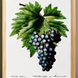 Poster on grapes, based on an engraving from 1802.