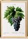Affiche sur le raisin, d’après une gravure de 1802
