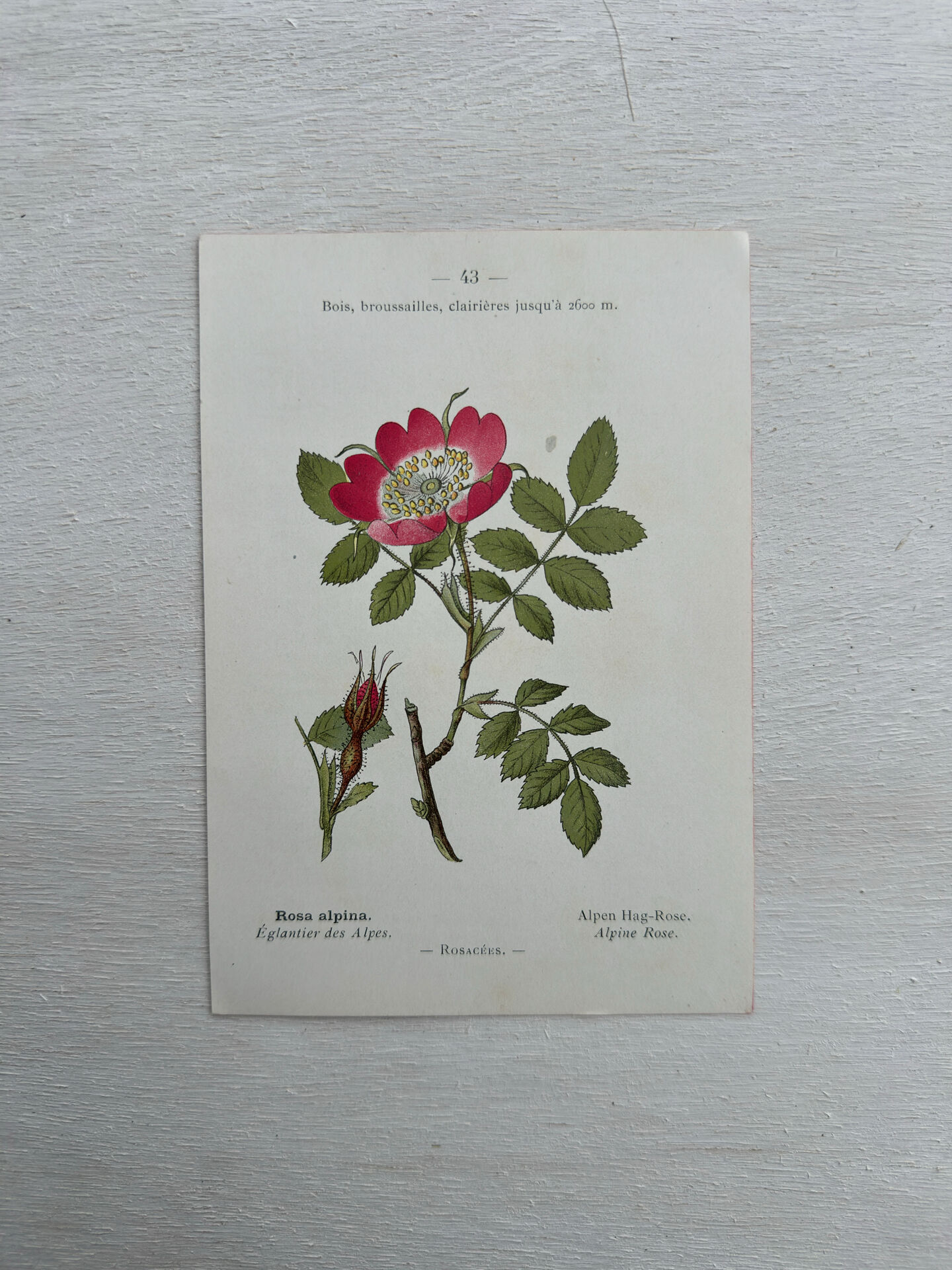 Botanical Plate 1800 Old naturalist engraving 19th century double-sided