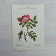 Botanical Plate 1800 Old naturalist engraving 19th century double-sided