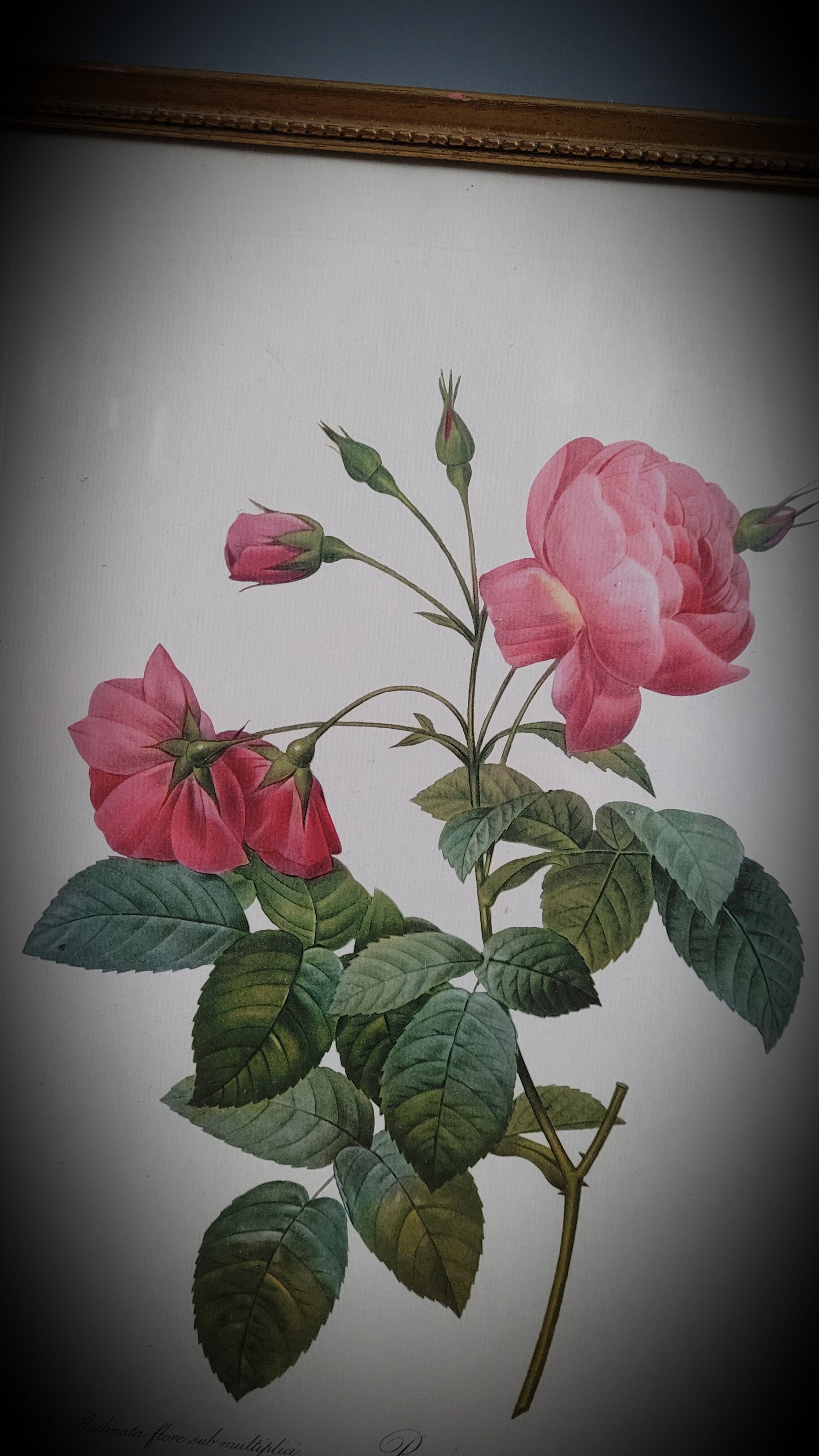 Lithograph frame rose semi double leaning buttons 43